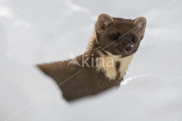 Pine Marten (Martes martes)