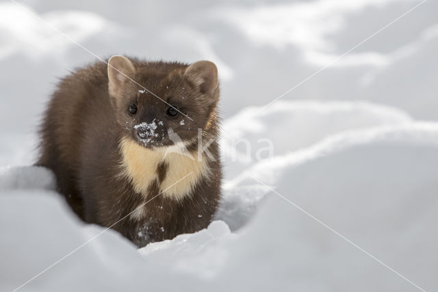 Pine Marten (Martes martes)