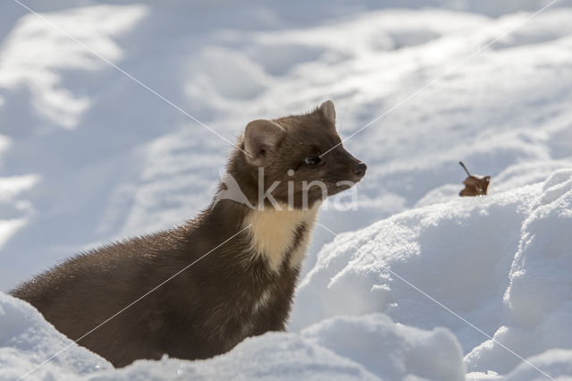 Pine Marten (Martes martes)