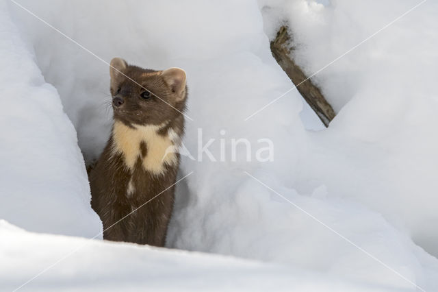 Pine Marten (Martes martes)