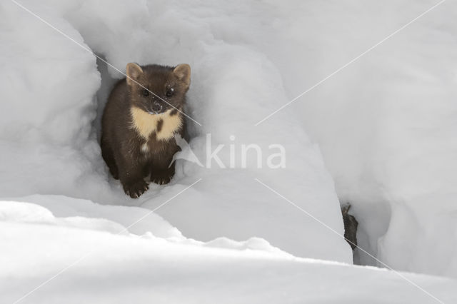 Pine Marten (Martes martes)