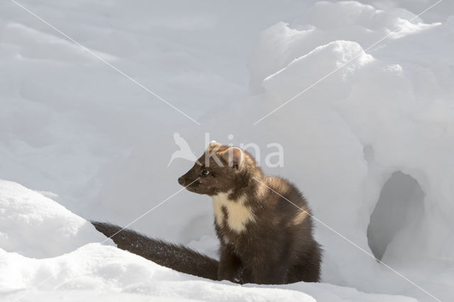 Pine Marten (Martes martes)