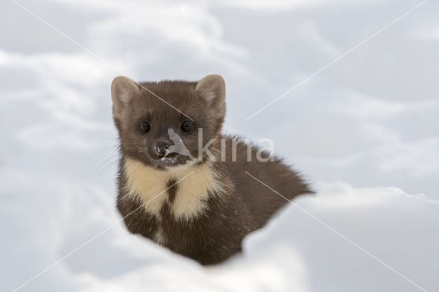 Pine Marten (Martes martes)