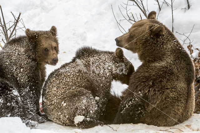 Brown Bear (Ursus arctos arctos)