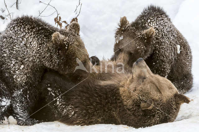 Brown Bear (Ursus arctos arctos)