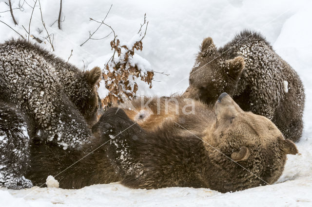 Brown Bear (Ursus arctos arctos)