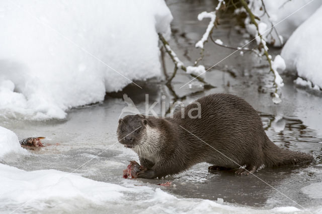 European Otter (Lutra lutra)