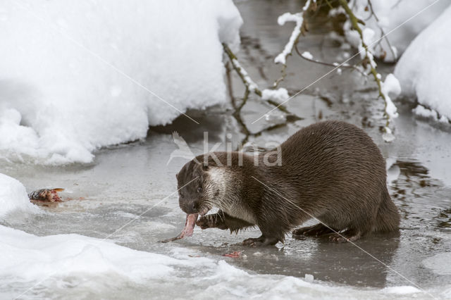 European Otter (Lutra lutra)