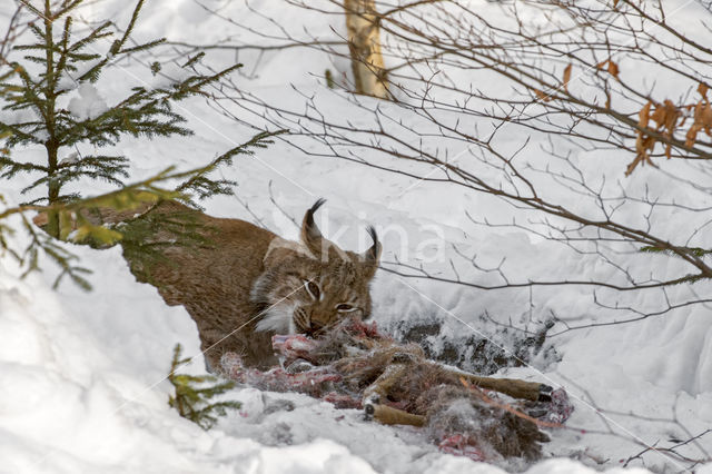 Eurasian Lynx (Lynx lynx)