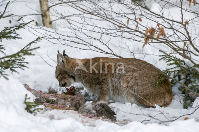 Eurasian Lynx (Lynx lynx)