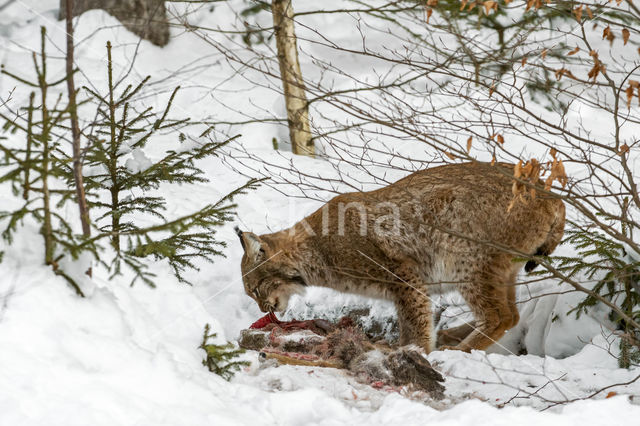 Eurasian Lynx (Lynx lynx)