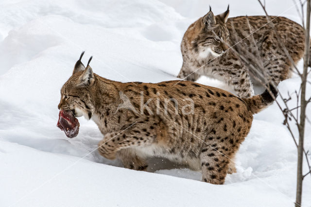 Euraziatische lynx (Lynx lynx)