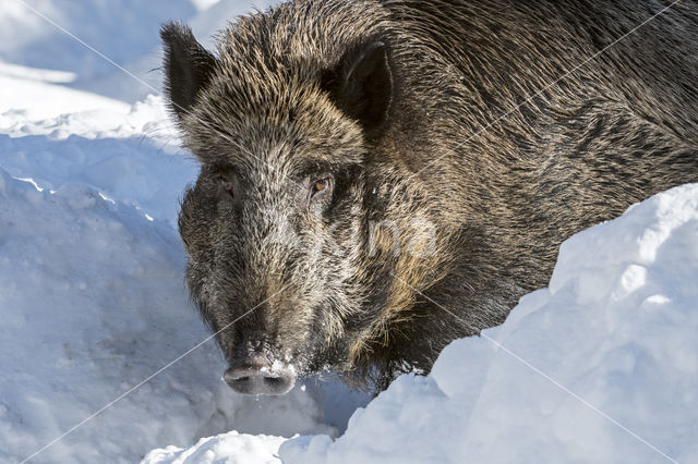 Wild Boar (Sus scrofa)