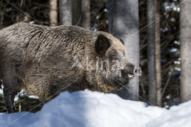 Wild Boar (Sus scrofa)