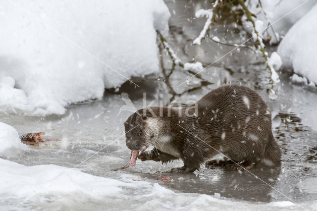 European Otter (Lutra lutra)