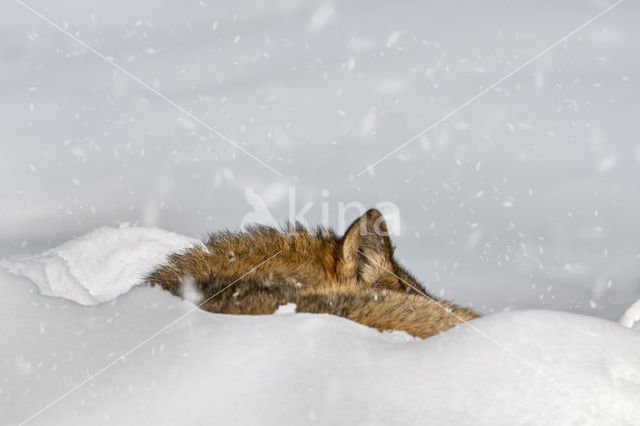 Grey Wolf (Canis lupus)