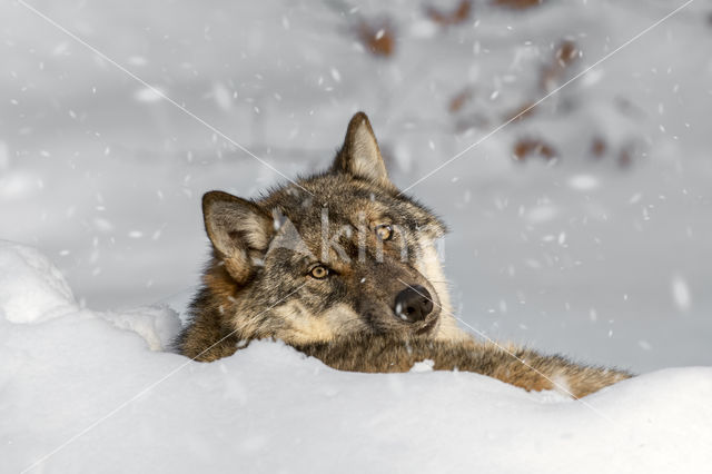 Grey Wolf (Canis lupus)