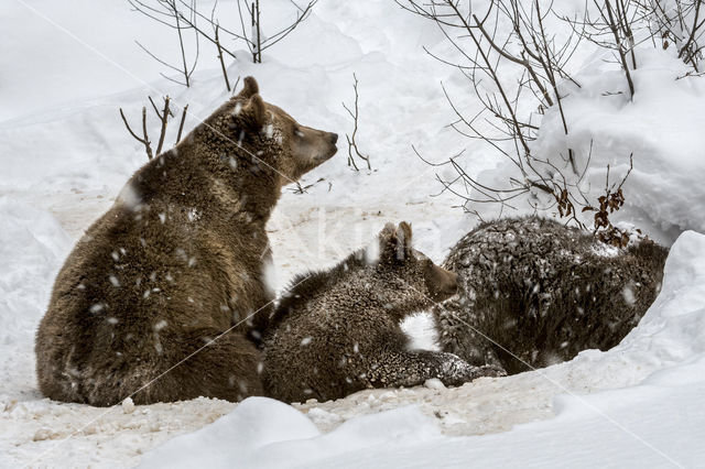 Brown Bear (Ursus arctos arctos)