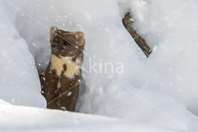 Pine Marten (Martes martes)