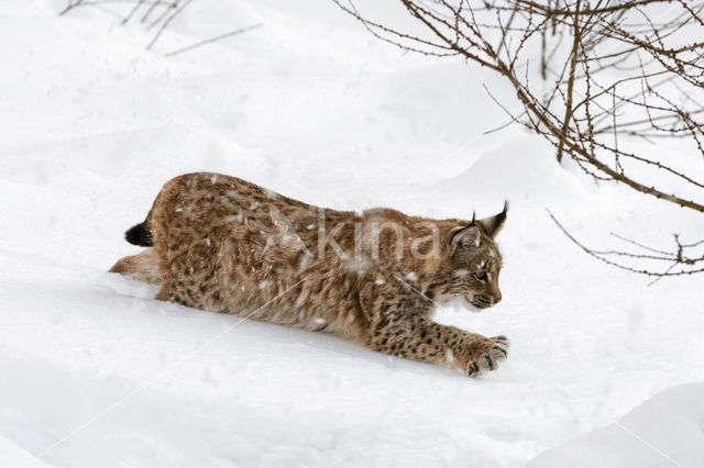 Euraziatische lynx (Lynx lynx)