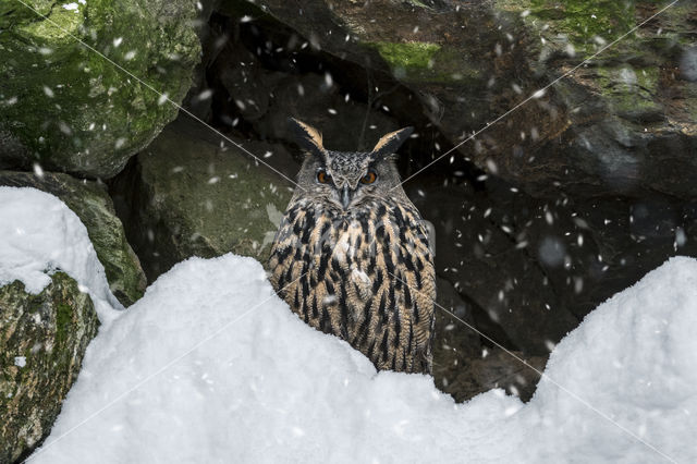 Eurasian Eagle-Owl (Bubo bubo)