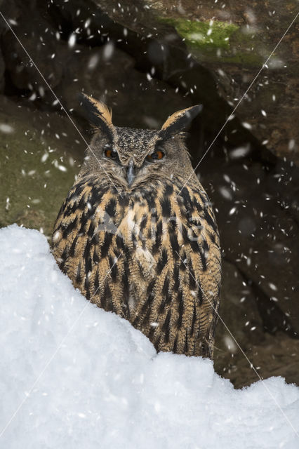 Eurasian Eagle-Owl (Bubo bubo)