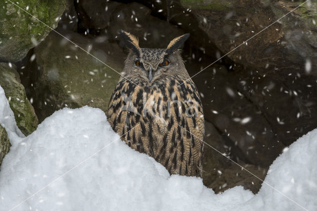 Eurasian Eagle-Owl (Bubo bubo)