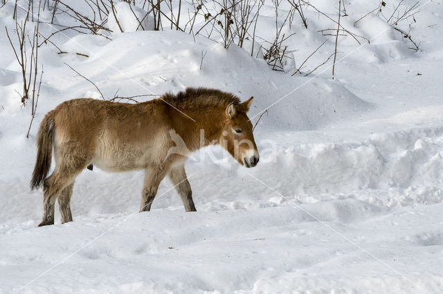 Przewalskipaard (Equus przewalskii)