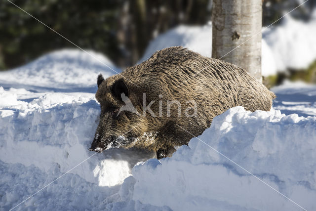 Wild Boar (Sus scrofa)