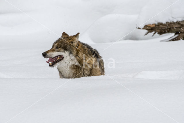 Grey Wolf (Canis lupus)