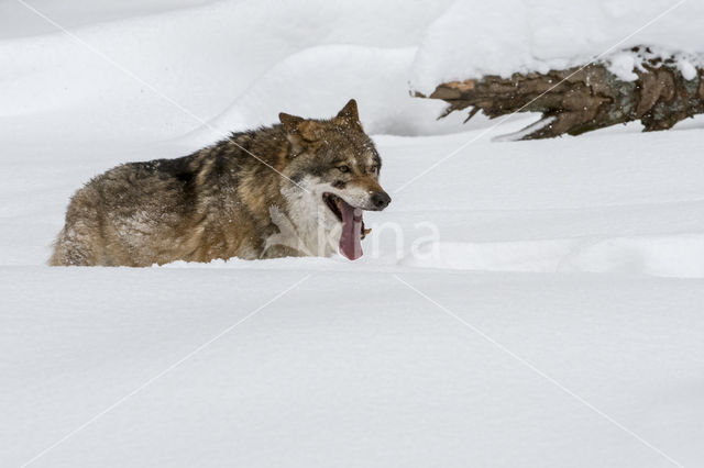 Grey Wolf (Canis lupus)