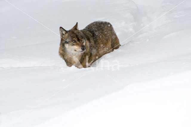 Grey Wolf (Canis lupus)