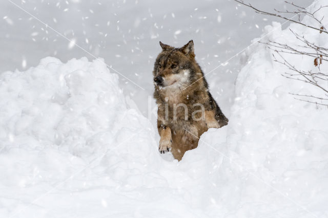 Grey Wolf (Canis lupus)