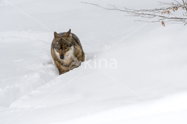 Grey Wolf (Canis lupus)