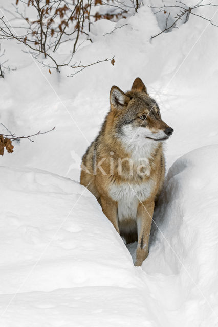 Wolf (Canis lupus)