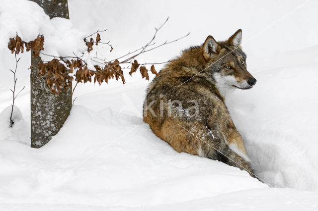 Grey Wolf (Canis lupus)