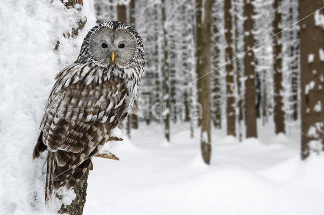 Ural Owl (Strix uralensis)