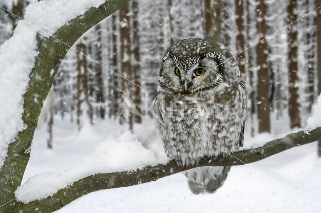 Boreal Owl (Aegolius funereus)