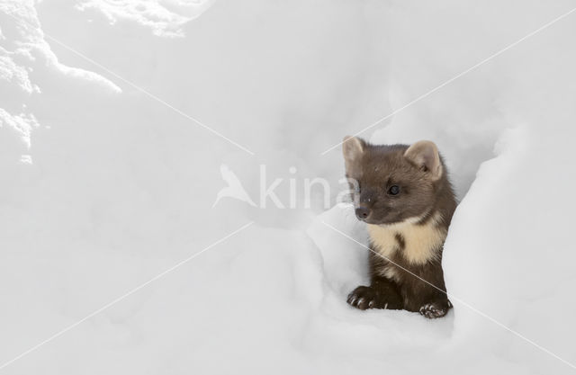 Pine Marten (Martes martes)