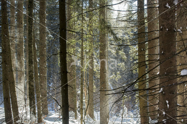 Nationaal park Beierse Woud