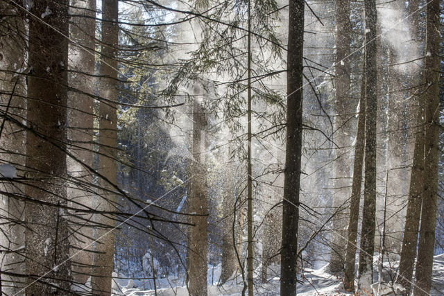 Nationaal park Beierse Woud