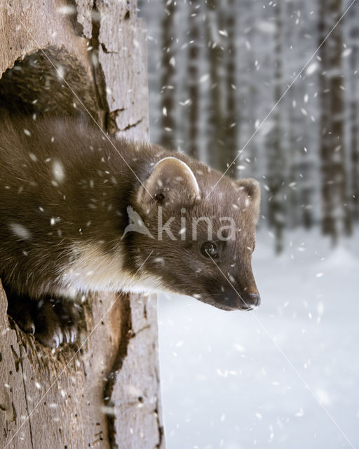 Pine Marten (Martes martes)