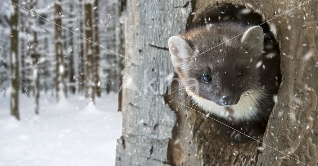 Pine Marten (Martes martes)