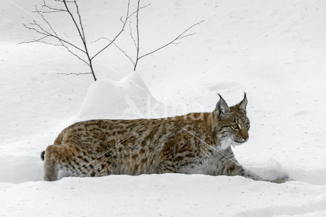 Euraziatische lynx (Lynx lynx)