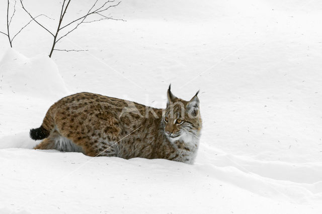 Euraziatische lynx (Lynx lynx)