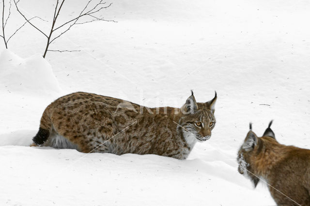 Euraziatische lynx (Lynx lynx)