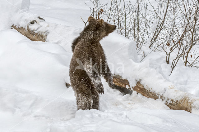 Brown Bear (Ursus arctos arctos)