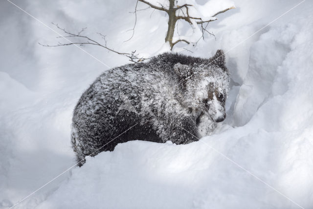 Brown Bear (Ursus arctos arctos)