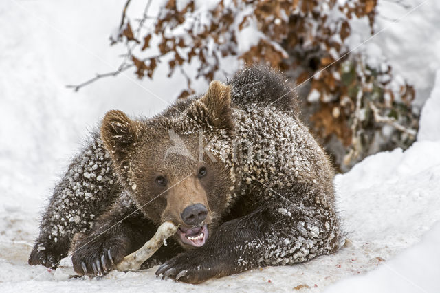 Brown Bear (Ursus arctos arctos)