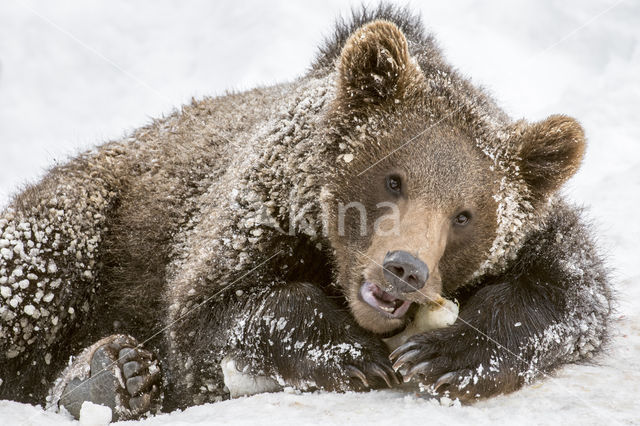 Ursus arctos arctos